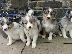 PoulaTo: Pups Collie Border